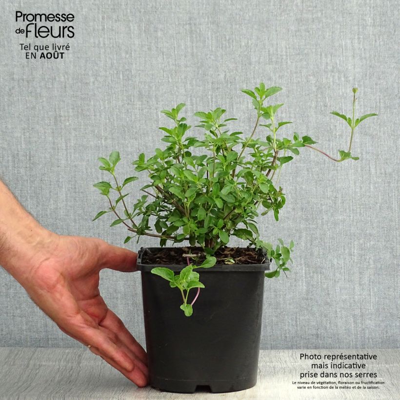 Amostra de Sálvia microphylla Gletsjer Vaso de 2 L/3 L tal como entregue no verão