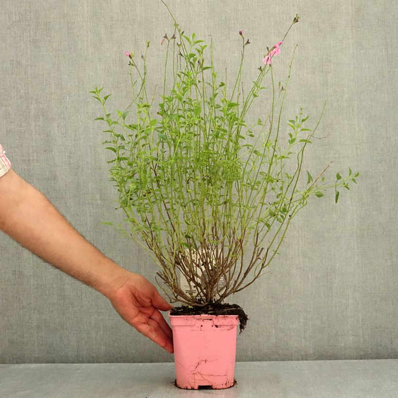 Amostra de Sálvia jamensis Mighty Pink Malabar Vaso de 2 L/3 L tal como entregue no verão