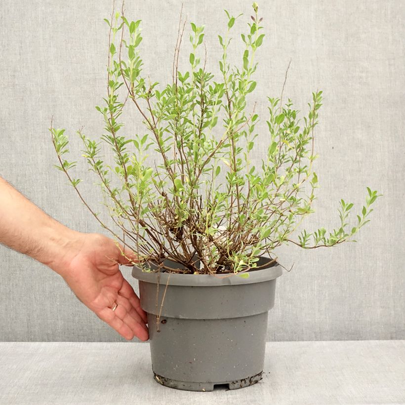 Amostra de Sálvia jamensis Melen® Vaso de 4 L/5 L tal como entregue no verão