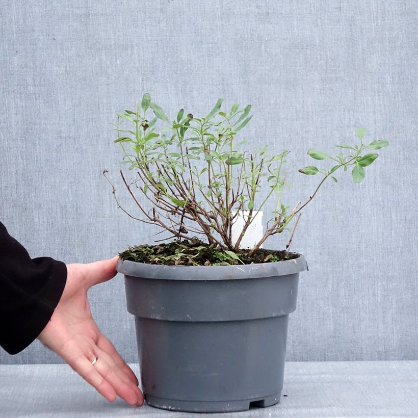 Amostra de Sálvia jamensis Melen® Vaso de 4 L/5 L tal como entregue no inverno