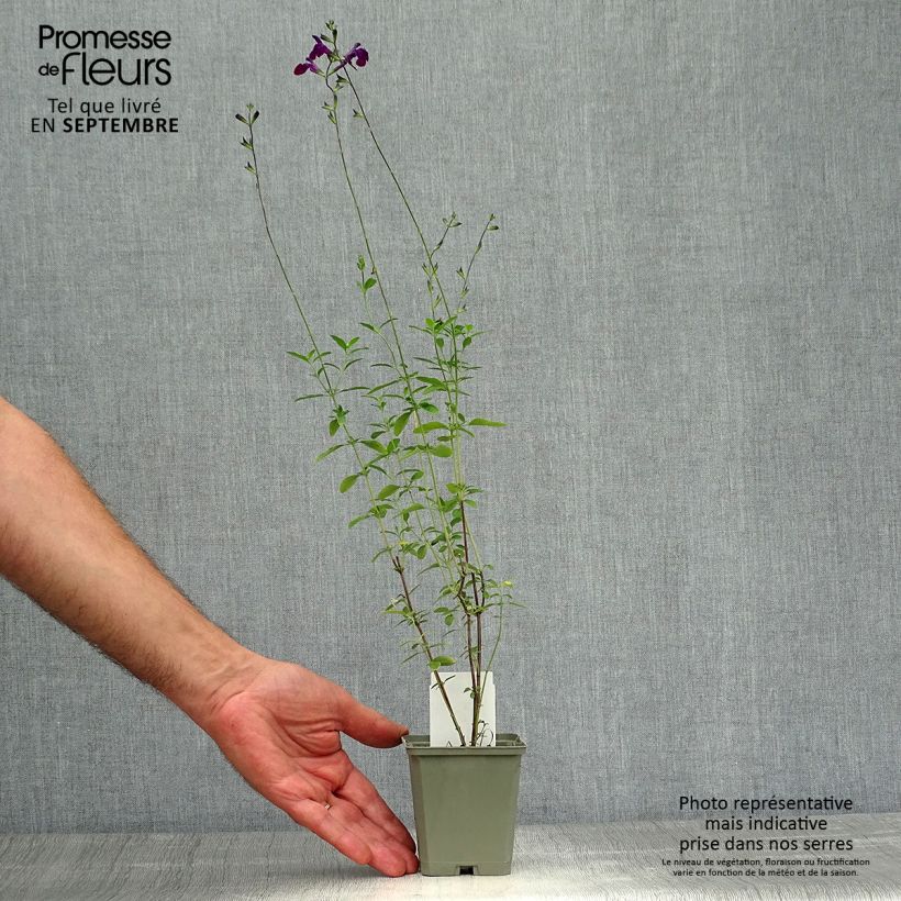 Amostra de Sálvia microphylla Nachtvlinder® (Papillon de Nuit) Vaso de 8/9 cm tal como entregue no outono