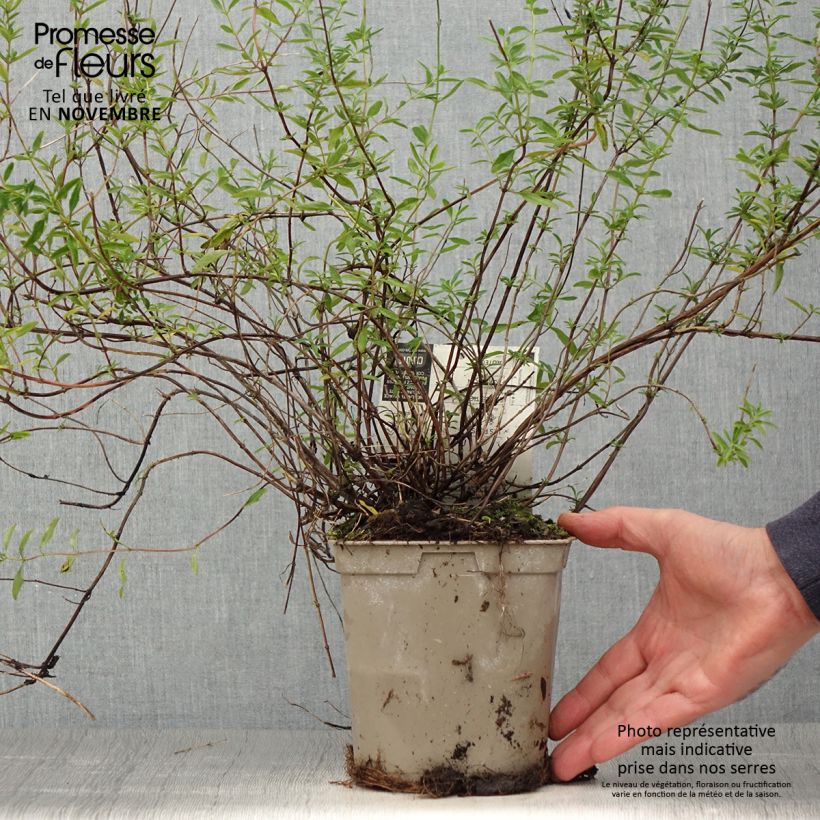 Amostra de Sálvia microphylla Nachtvlinder® (Papillon de Nuit) Vaso de 2 L/3 L tal como entregue no outono