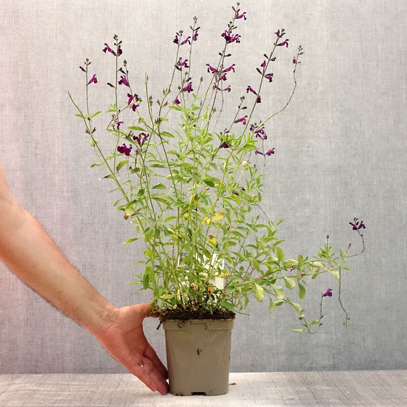Amostra de Sálvia microphylla Nachtvlinder® (Papillon de Nuit) Vaso de 2 L/3 L tal como entregue no verão