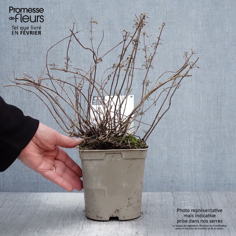 Amostra de Sálvia microphylla Nachtvlinder® (Papillon de Nuit) Vaso de 2 L/3 L tal como entregue no inverno