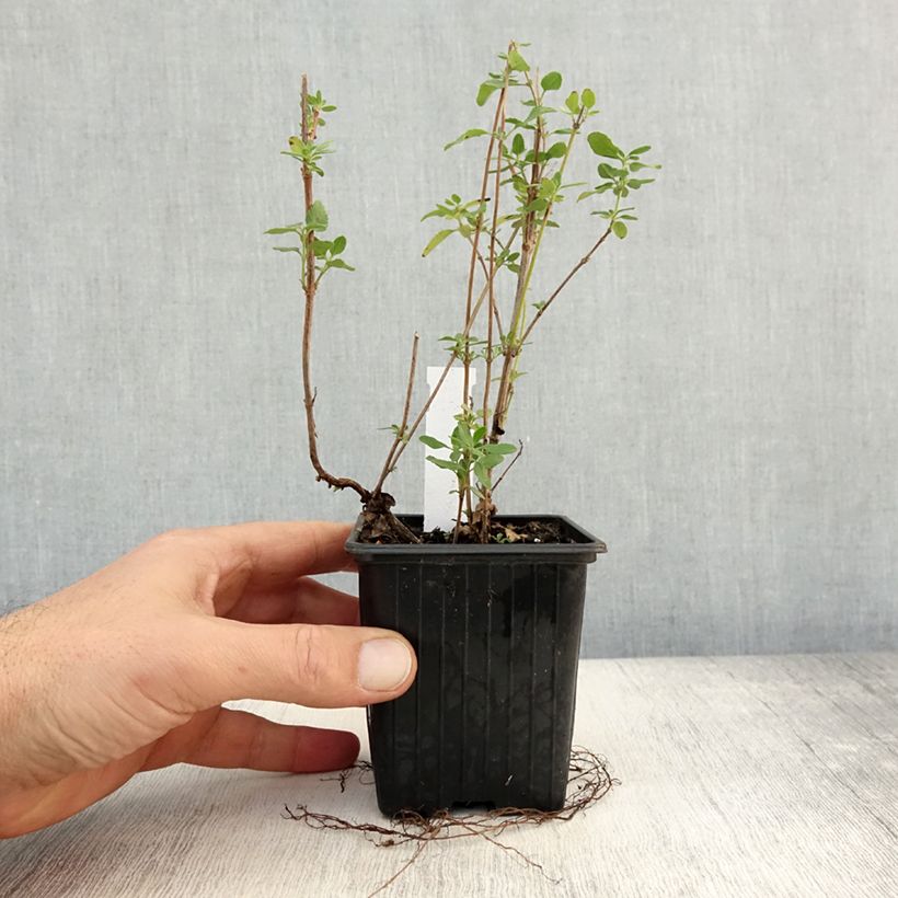 Amostra de Sálvia jamensis Reve Rouge Vaso de 8/9 cm tal como entregue no outono