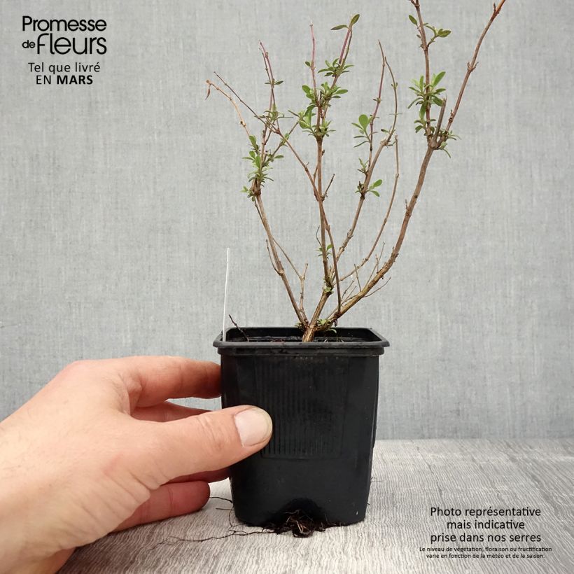 Amostra de Sálvia jamensis Reve Rouge Vaso de 8/9 cm tal como entregue na primavera