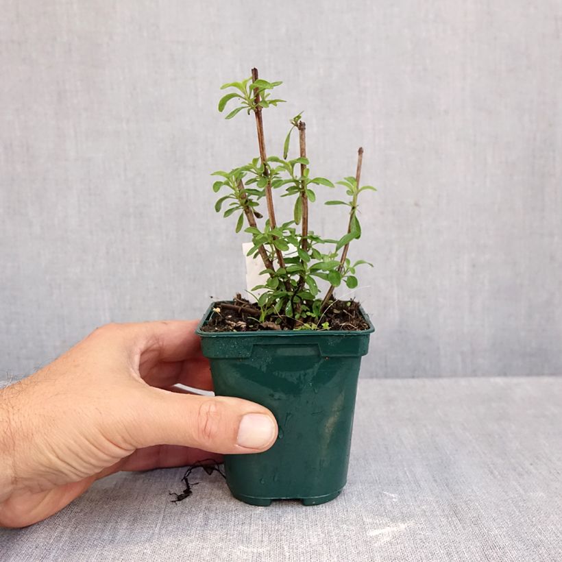 Amostra de Sálvia greggii Mirage Burgundy Vaso de 8/9 cm tal como entregue no outono