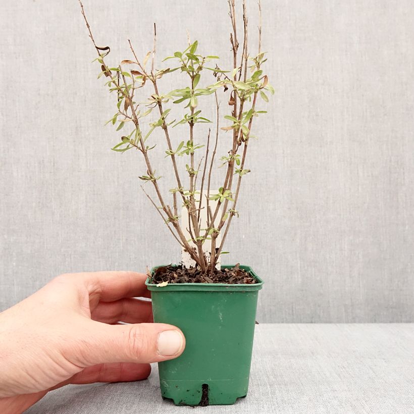 Amostra de Sálvia greggii Mirage Burgundy Vaso de 8/9 cm tal como entregue no inverno