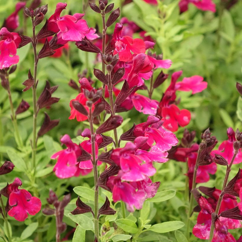 Sálvia greggii Mirage Burgundy (Floração)