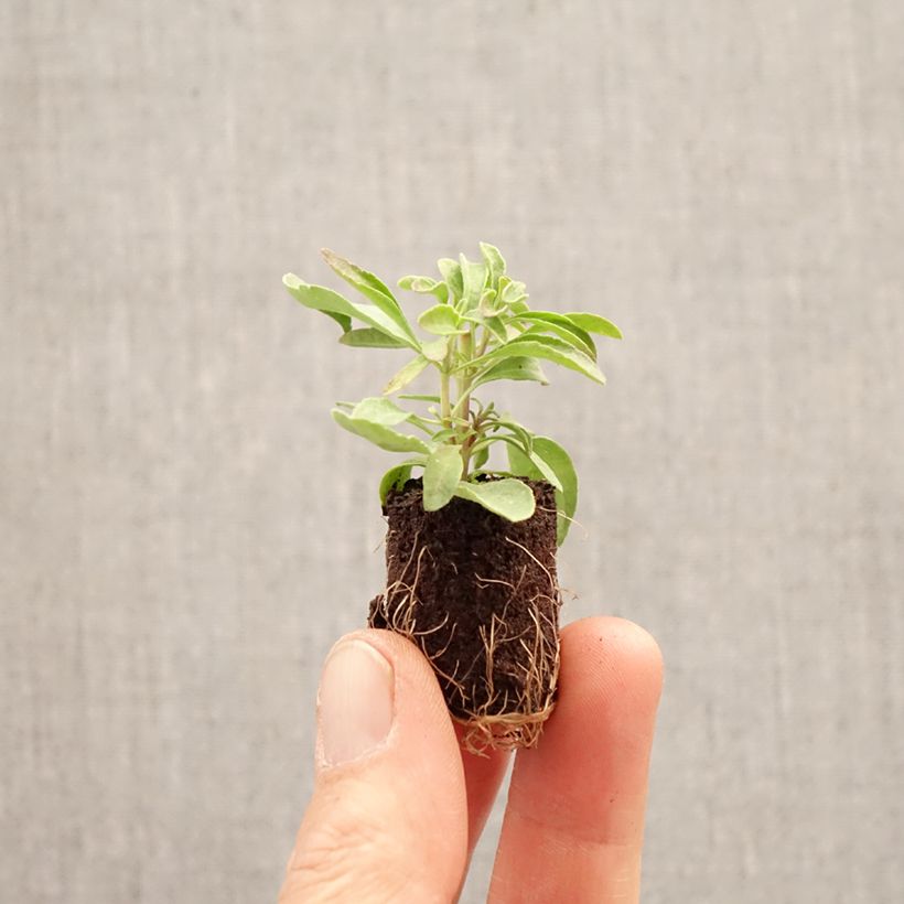 Amostra de Sálvia greggii Mirage Burgundy Mini-torrão Ø 3/4 cm tal como entregue na primavera
