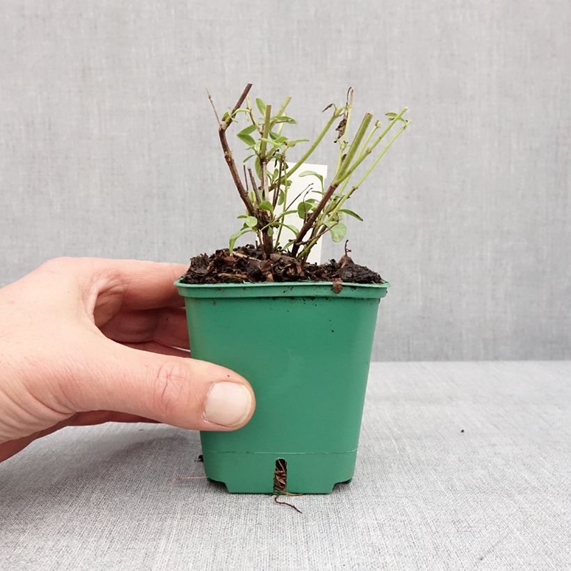 Amostra de Sauge arbustive - Salvia greggii Mirage Salmon Godet de 8/9 cm tal como entregue no inverno