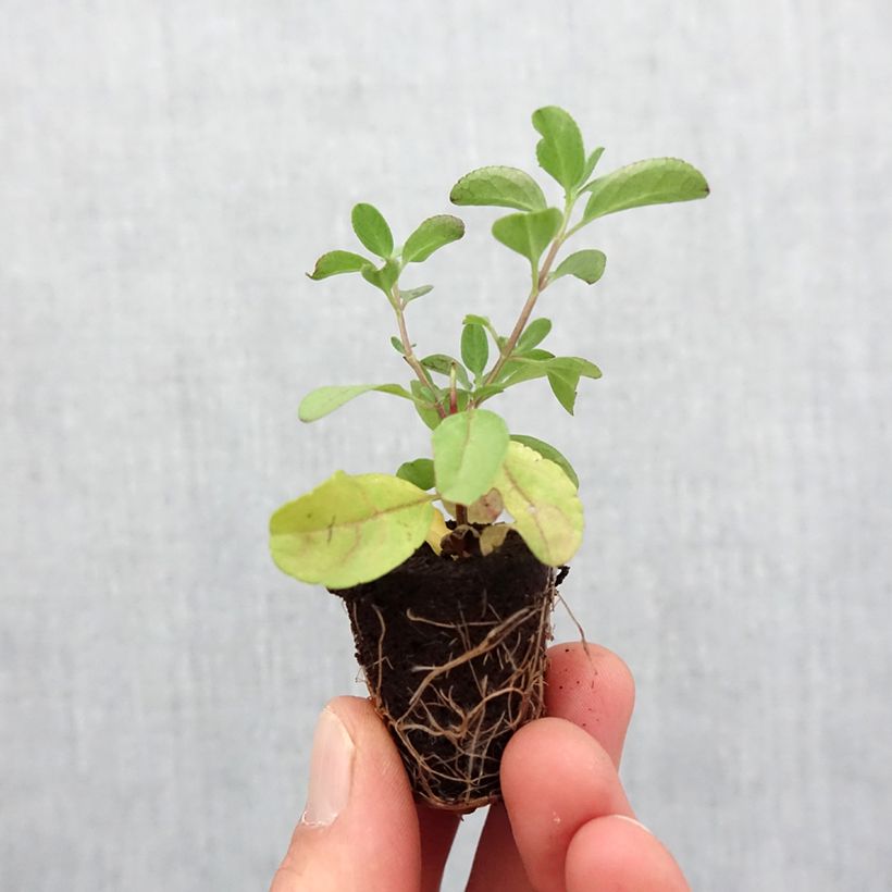 Amostra de Sauge arbustive - Salvia greggii Mirage Salmon Mini-motte Ø 3/4 cm tal como entregue na primavera