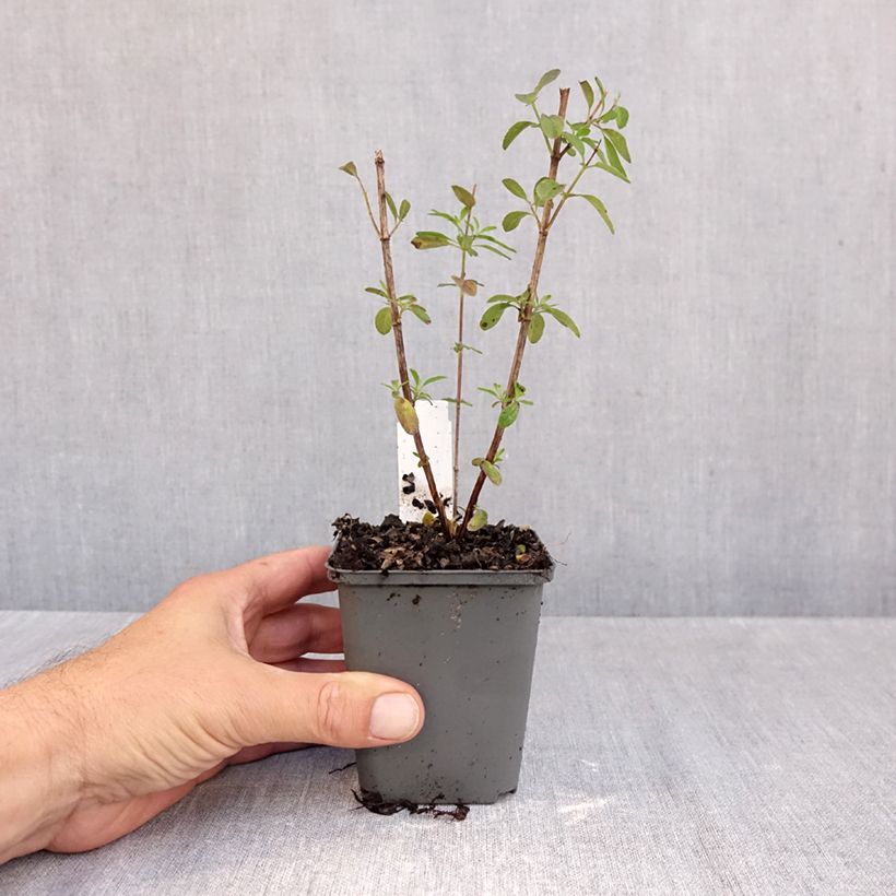 Amostra de Sálvia greggii Mirage® Violet Vaso de 8/9 cm tal como entregue no outono