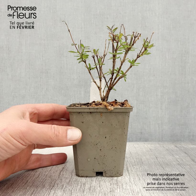 Amostra de Sauge arbustive - Salvia greggii Mirage Violet Vaso de 8/9 cm tal como entregue no inverno