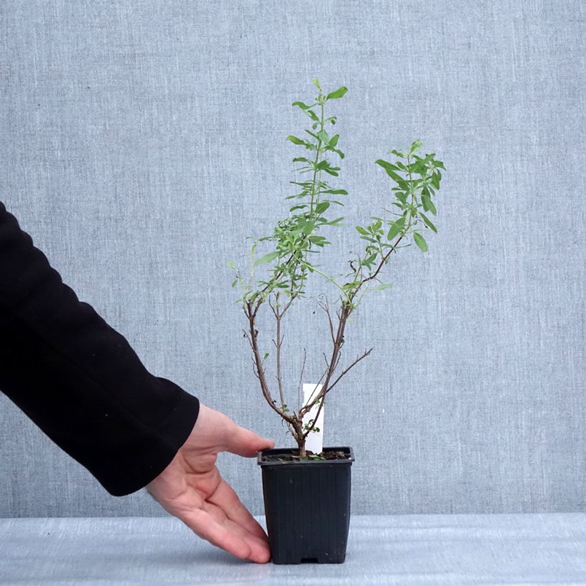 Amostra de Sauge arbustive - Salvia greggii Sungold (Devon Cream) Vaso de 8/9 cm tal como entregue no inverno