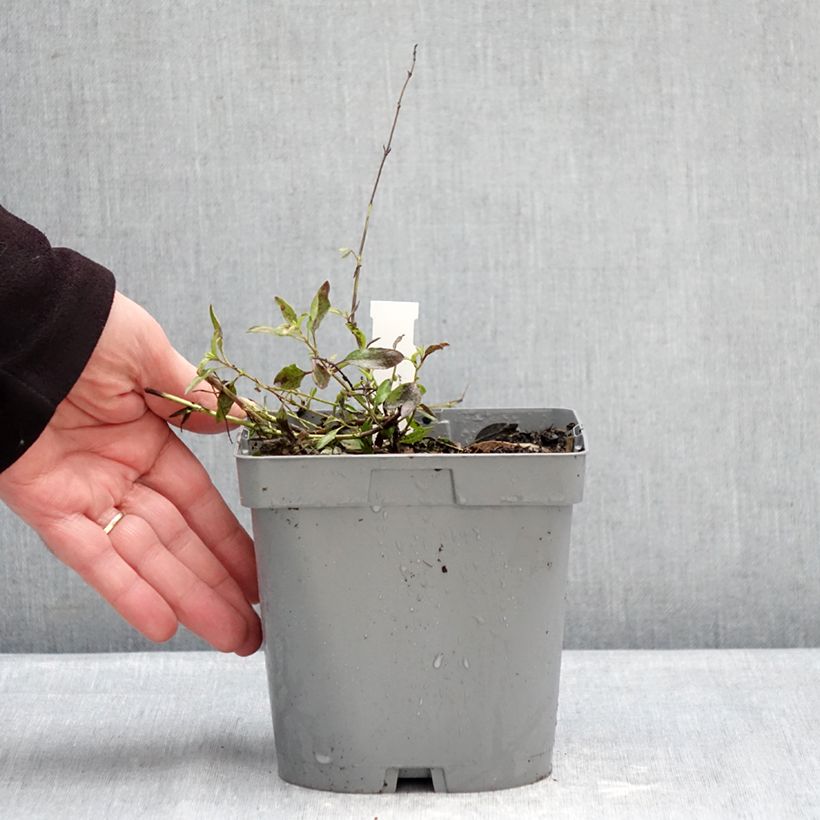 Amostra de Sálvia jamensis Raspberry Royal Vaso de 2 L/3 L tal como entregue no inverno