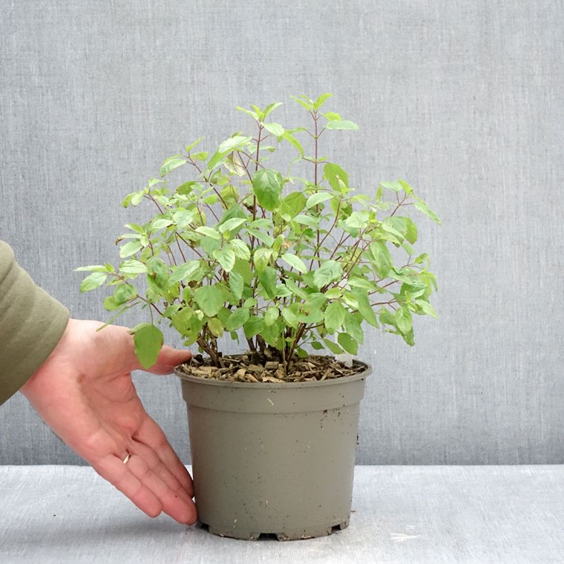 Amostra de Sauge arbustive - Salvia microphylla Hot Lips Vaso de 2 L/3 L tal como entregue no inverno