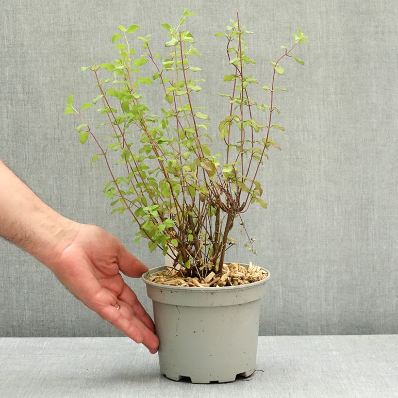 Amostra de Sálvia microphylla grahamii Hot Lips Vaso de 2 L/3 L tal como entregue na primavera