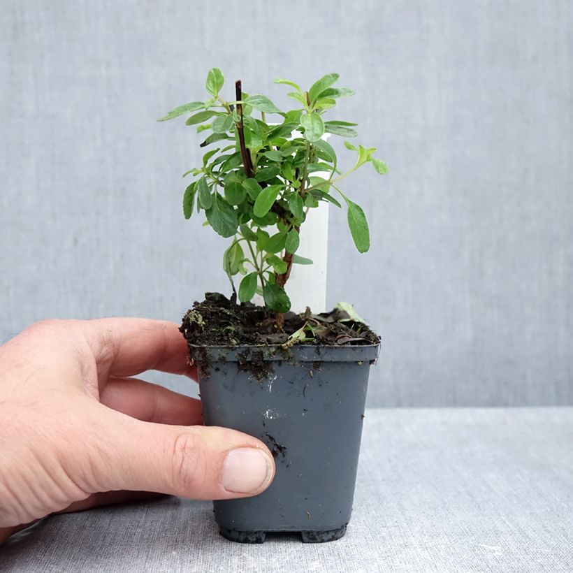 Amostra de Sálvia microphylla So Cool Pale Blue Vaso de 8/9 cm tal como entregue no outono
