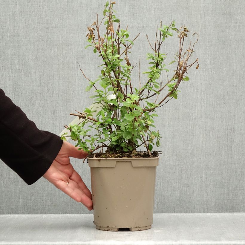 Amostra de Sálvia microphylla So Cool Pale Blue Vaso de 3 L/4 L tal como entregue no outono