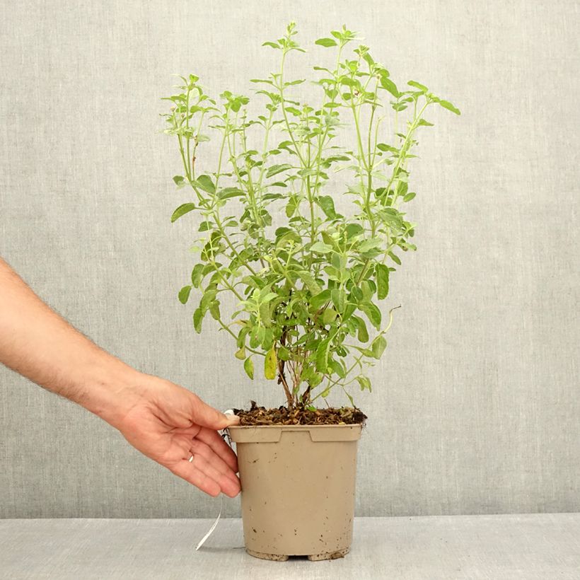 Amostra de Sálvia microphylla So Cool Pale Blue Vaso de 3 L/4 L tal como entregue no verão