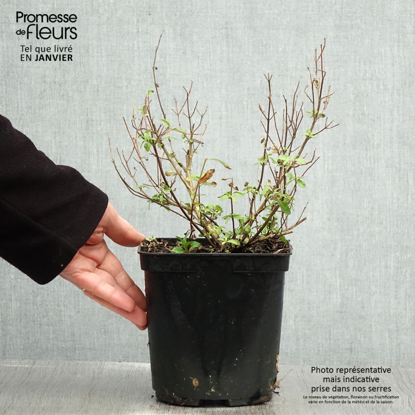 Amostra de Sálvia microphylla So Cool Pale Blue Vaso de 3 L/4 L tal como entregue no inverno