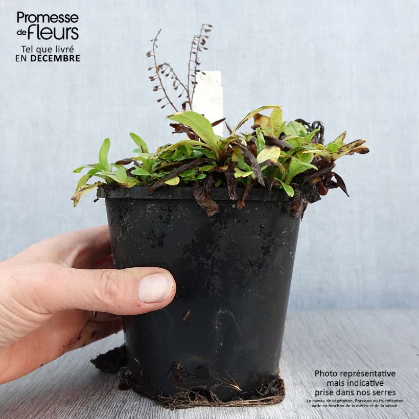 Amostra de Sauge argentée - Salvia argentea  Vaso de 1,5 L/2 L tal como entregue no inverno