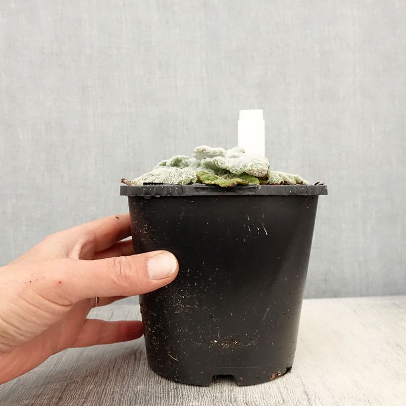 Amostra de Sálvia argentea Vaso de 1,5 L/2 L tal como entregue na primavera