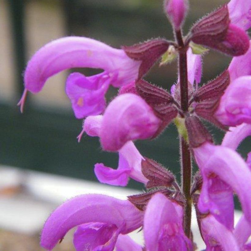 Sálvia pratensis Sweet Esmeralda (Floração)