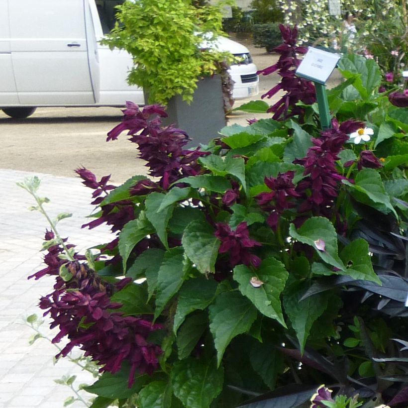 Sálvia Gogo Purple (Floração)