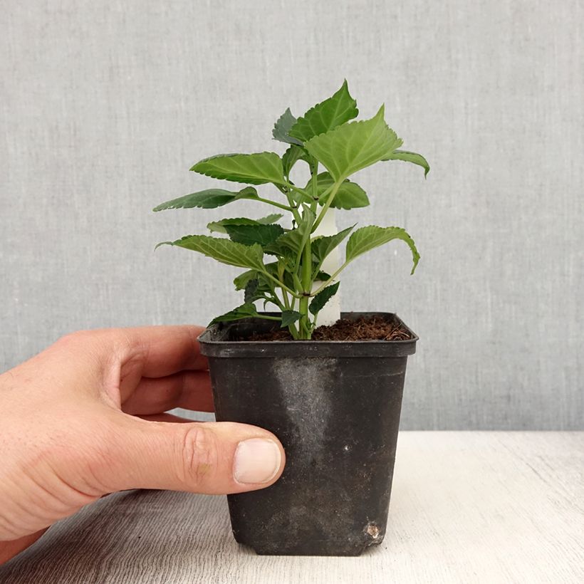 Amostra de Sauge Gogo Purple Godet de 8/9 cm tal como entregue na primavera