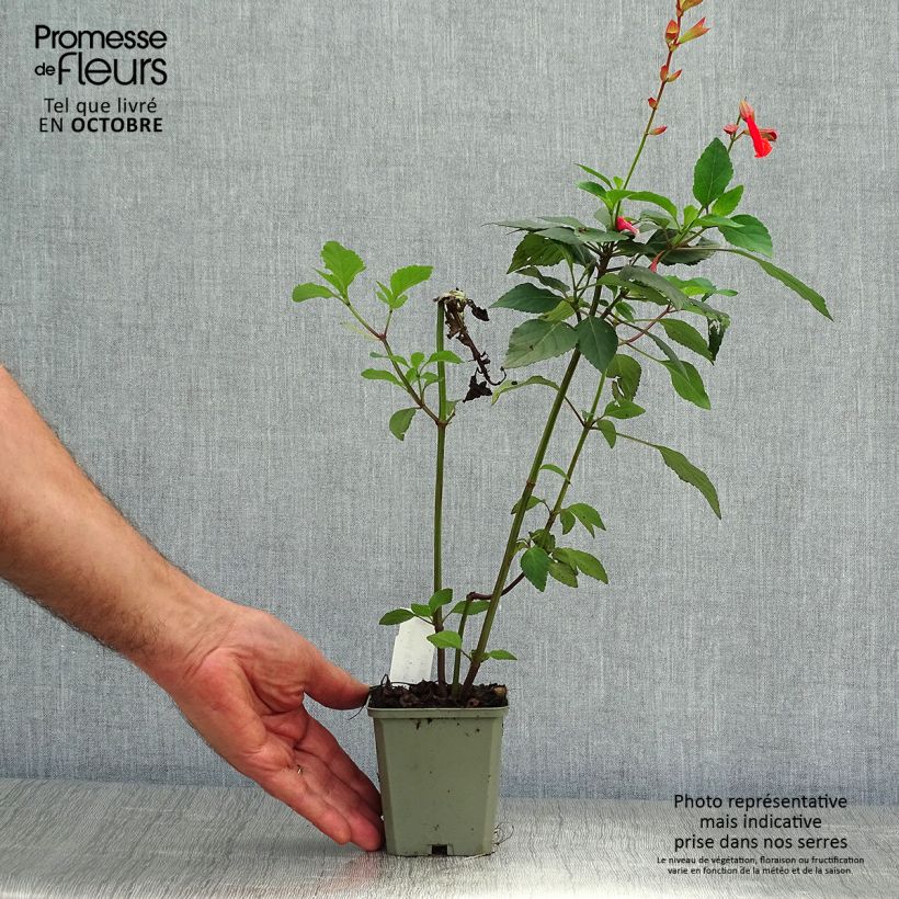 Amostra de Sálvia hybrida Embers Wish Vaso de 8/9 cm tal como entregue no outono