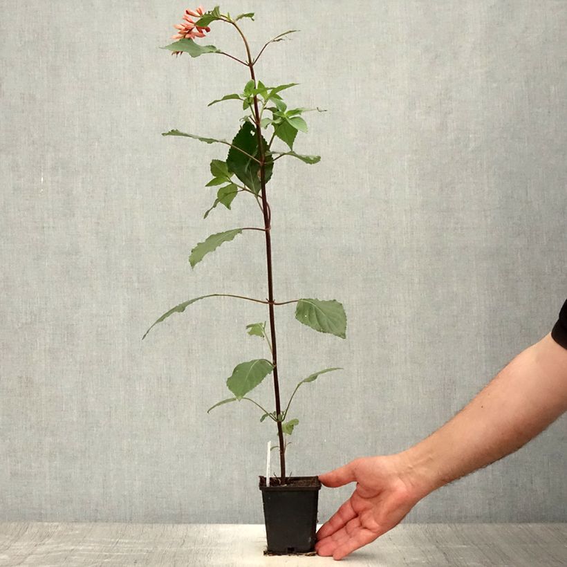 Amostra de Sálvia hybrida Embers Wish Vaso de 8/9 cm tal como entregue no verão