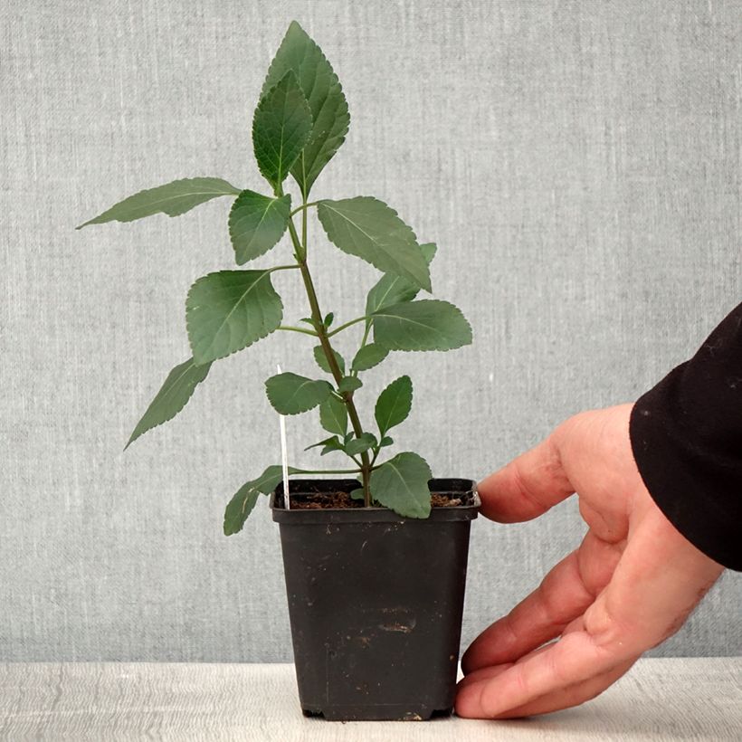 Amostra de Sálvia Kisses and Wishes Vaso de 8/9 cm tal como entregue na primavera