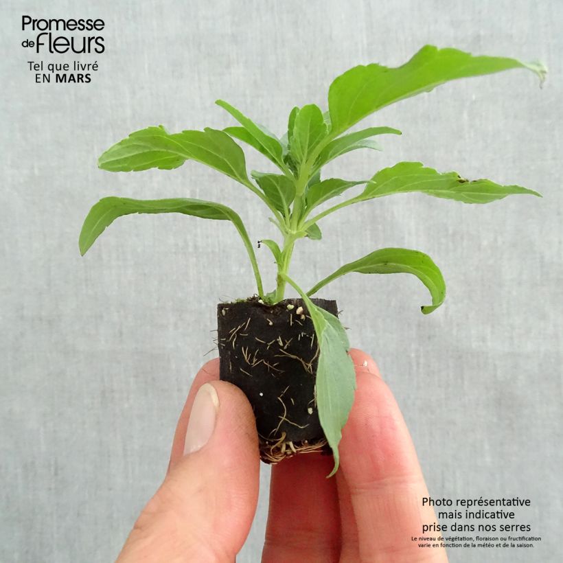 Amostra de Sálvia Kisses and Wishes Mini-torrão Ø 3/4 cm tal como entregue na primavera