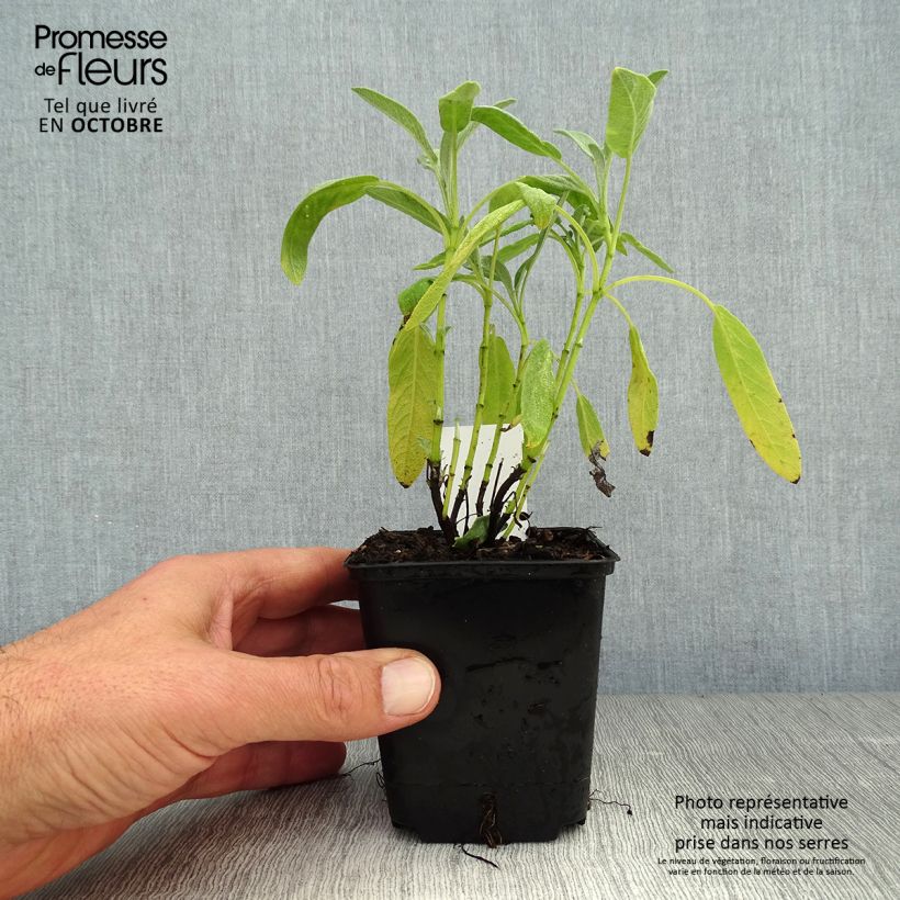 Amostra de Salvia officinalis Albiflora Vaso de 8/9 cm tal como entregue no outono