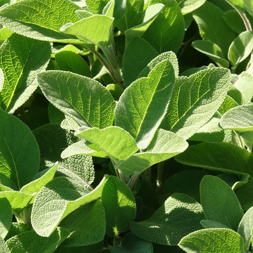 Sálvia officinalis Berggarten (Folhagem)