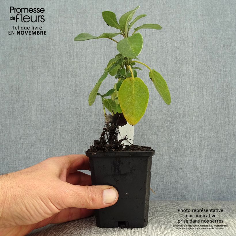 Amostra de Sálvia officinalis Berggarten Vaso de 8/9 cm tal como entregue no outono