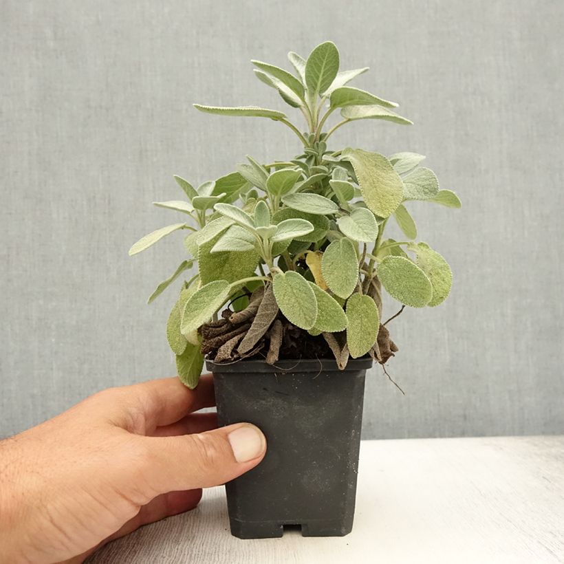 Amostra de Sálvia officinalis Berggarten Vaso de 8/9 cm tal como entregue no verão