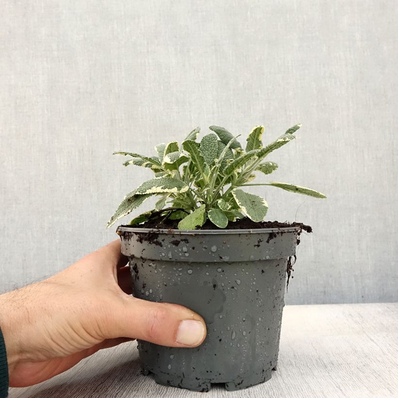 Amostra de Sauge officinale Berggarten Variegated - Salvia officinalis Pot de 1,5L/2L tal como entregue no outono