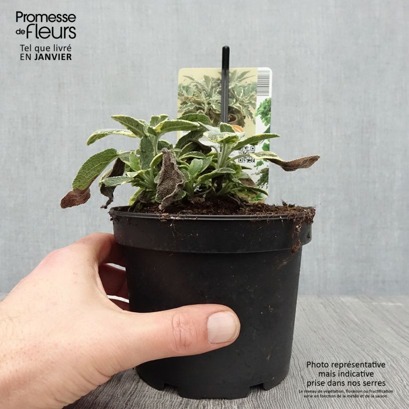 Amostra de Sauge officinale Berggarten Variegated - Salvia officinalis Pot de 1,5L/2L tal como entregue no inverno