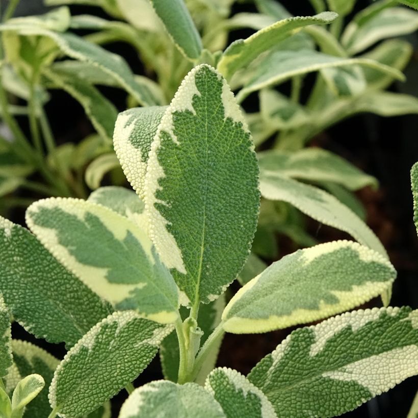 Salva Berggarten Variegated - Salvia officinalis (Folhagem)