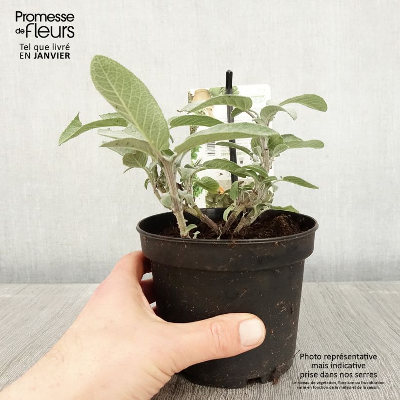 Amostra de Sauge officinale Maxima - Salvia officinalis Vaso de 1,5 L/2 L tal como entregue no inverno