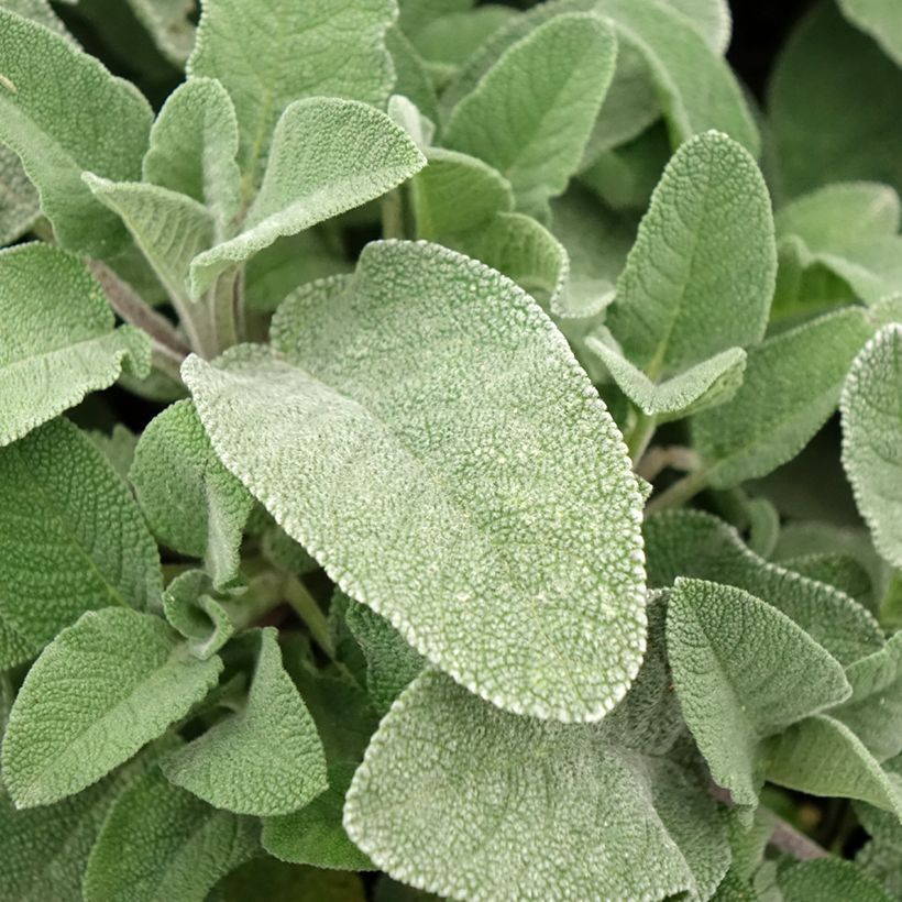 Salva Maxima - Salvia officinalis (Folhagem)