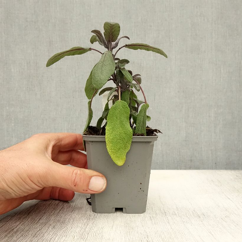 Amostra de Salvia officinalis Purpurascens Vaso de 7/8 cm tal como entregue no outono