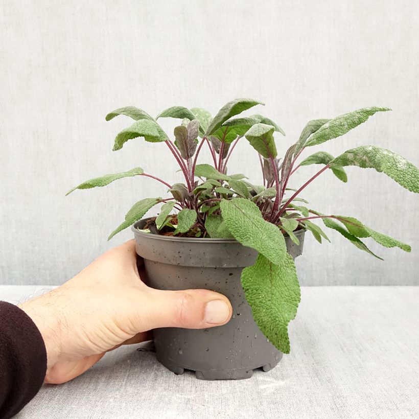 Amostra de Salvia officinalis Purpurascens Vaso de 1,5 L/2 L tal como entregue no outono