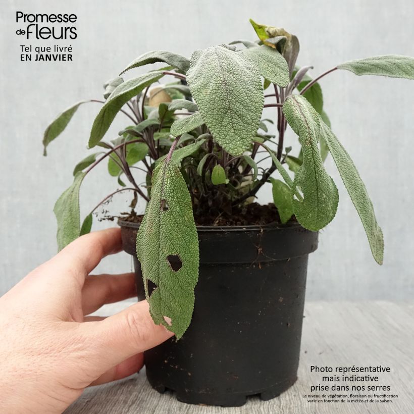 Amostra de Salvia officinalis Purpurascens Vaso de 1,5 L/2 L tal como entregue no inverno