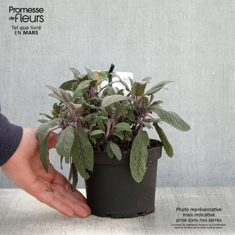 Amostra de Salvia officinalis Purpurascens Vaso de 1,5 L/2 L tal como entregue na primavera