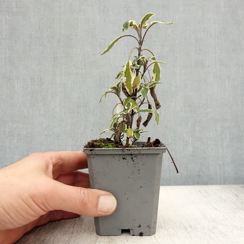 Amostra de Sálvia officinalis Tricolor Vaso de 7/8 cm tal como entregue no outono