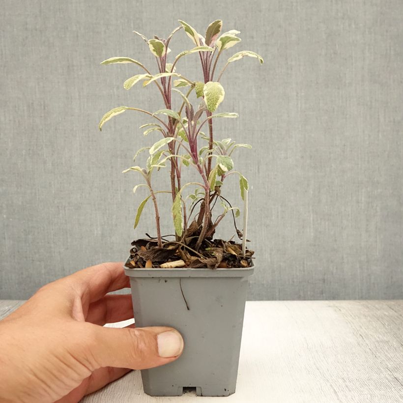 Amostra de Sálvia officinalis Tricolor Vaso de 7/8 cm tal como entregue no verão